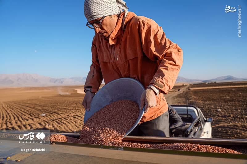  آغاز کاشت گندم در لرستان
