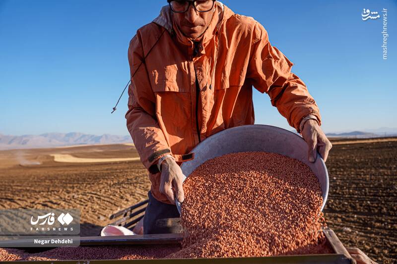  آغاز کاشت گندم در لرستان