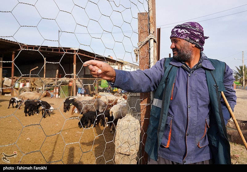 در مسیر محرومیت زدایی؛ مزرعه دامپروری روستای چپرقویمه