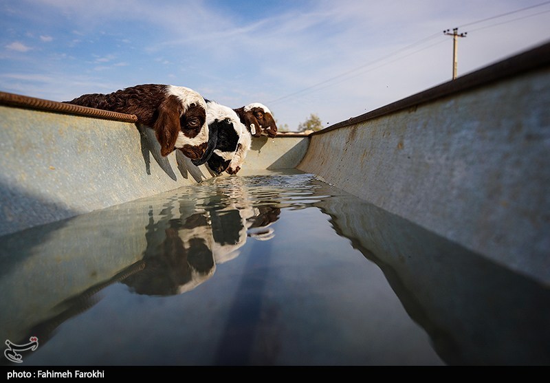 در مسیر محرومیت زدایی؛ مزرعه دامپروری روستای چپرقویمه