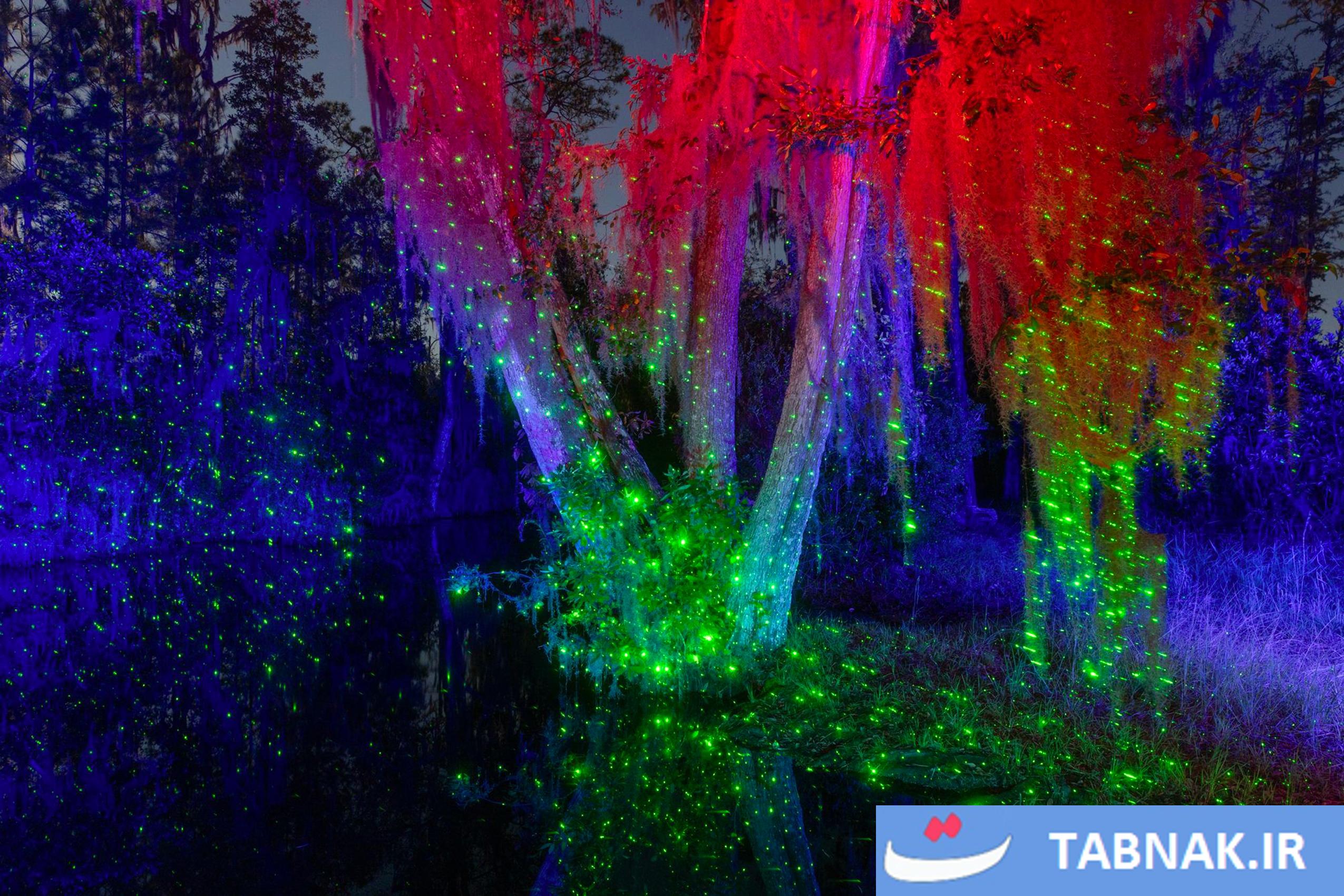 از سکوت تا شهود؛ ثبت لحظههای ماورایی در تالاب اوکیفنوکی