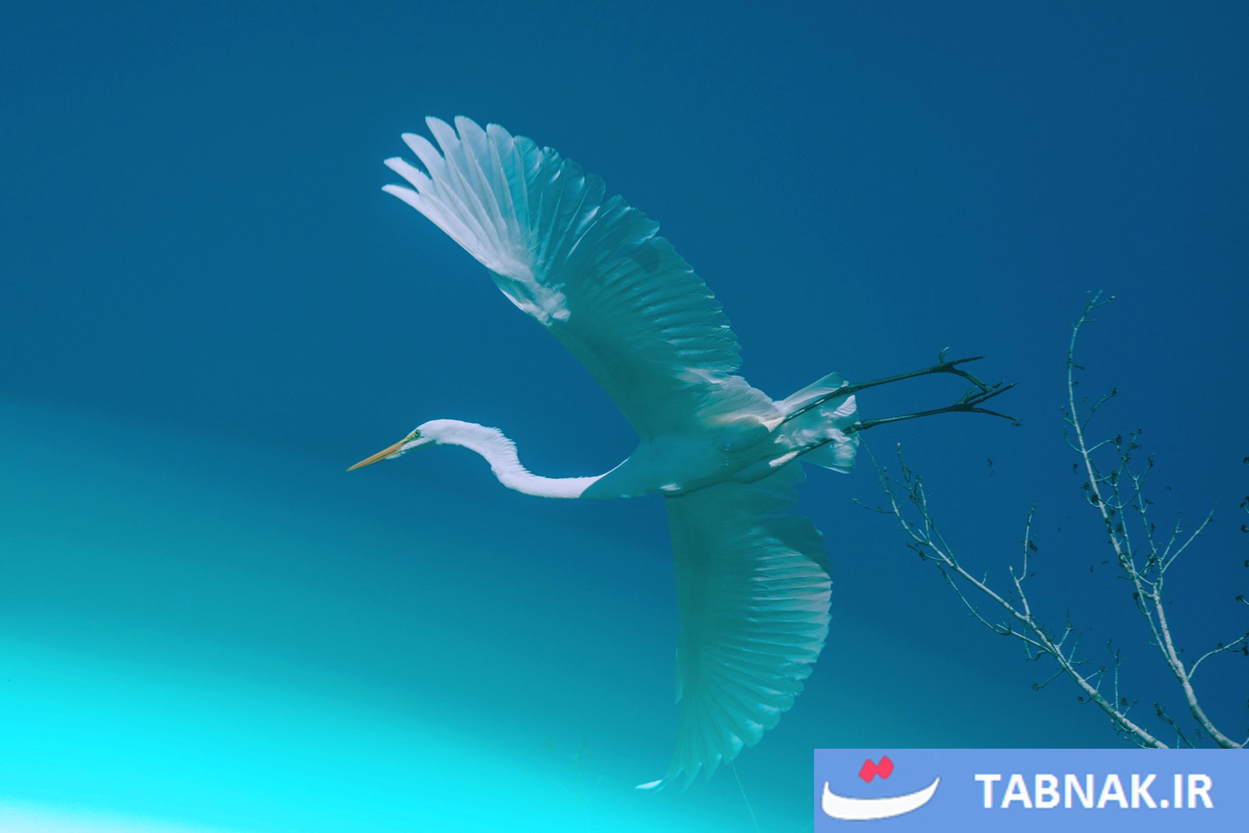 از سکوت تا شهود؛ ثبت لحظههای ماورایی در تالاب اوکیفنوکی