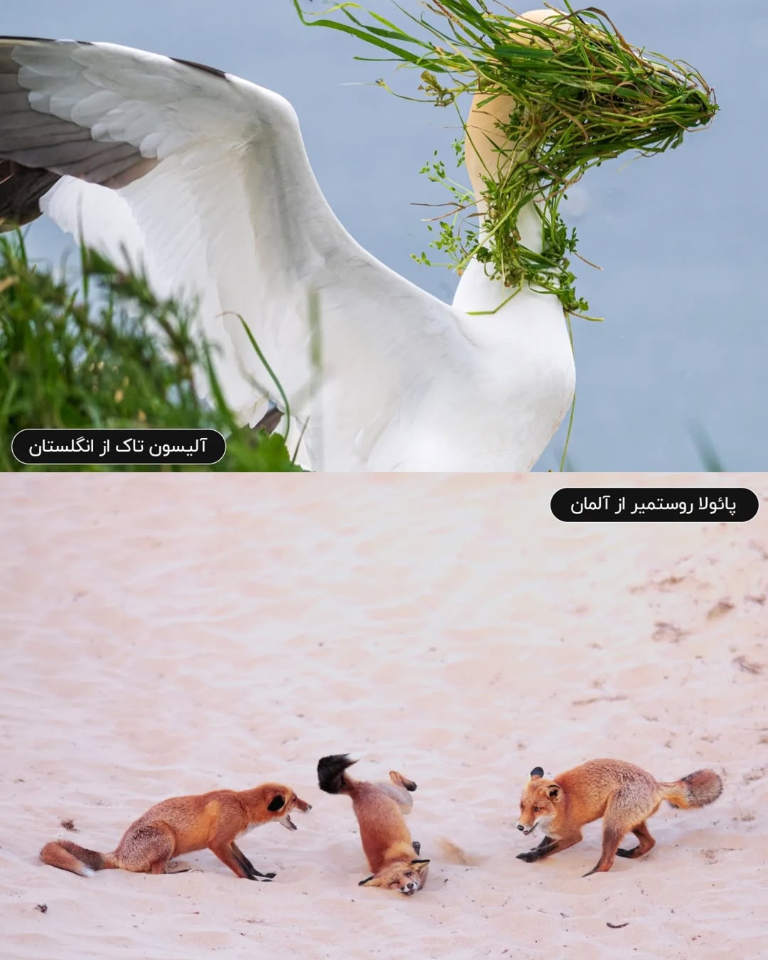 فینالیستهای مسابقه عکاسی کمدی حیات وحش نیکون ۲۰۲۵