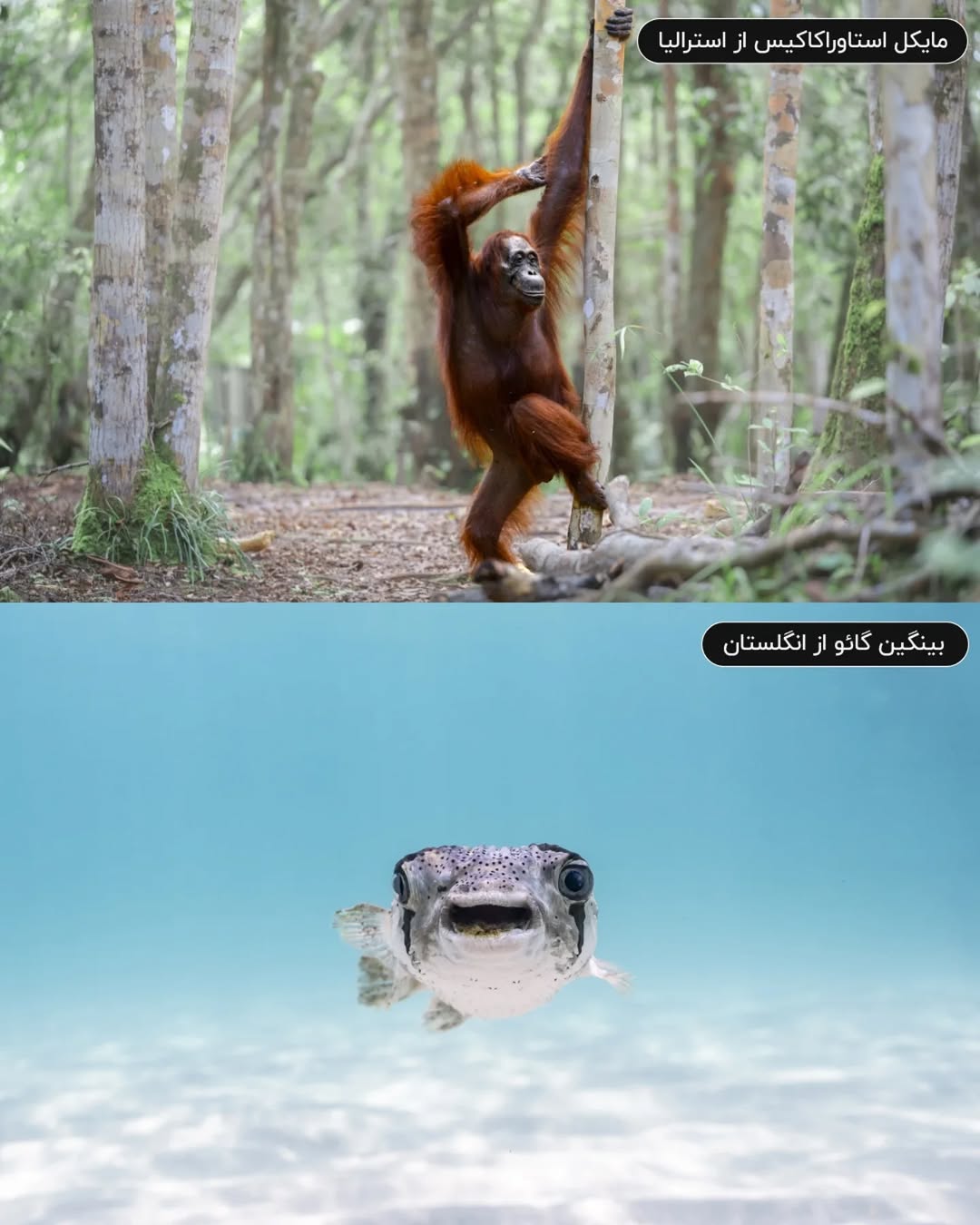 فینالیستهای مسابقه عکاسی کمدی حیات وحش نیکون ۲۰۲۵