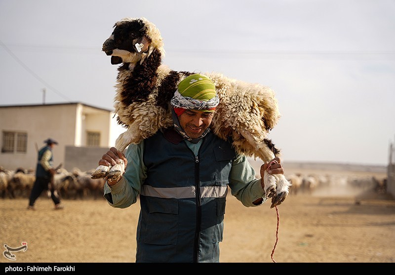 در مسیر محرومیت زدایی؛ مزرعه دامپروری روستای چپرقویمه