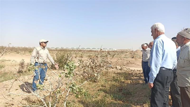 گامی نو در بهینه سازی فرآیند پس از برداشت پسته در اشکذر