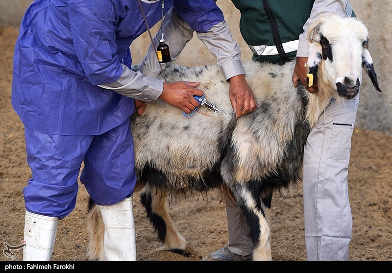 در مسیر محرومیت زدایی؛ مزرعه دامپروری روستای چپرقویمه