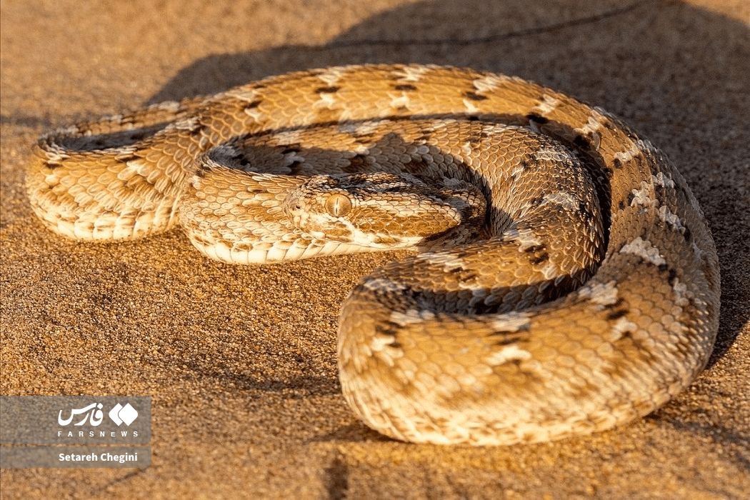 افعی جعفری در شنزارهای ایران