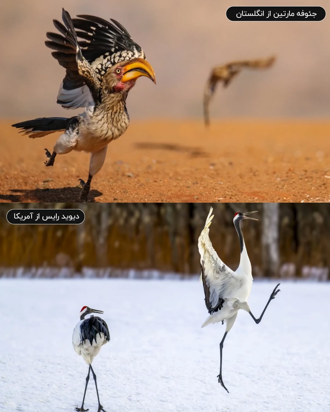 فینالیستهای مسابقه عکاسی کمدی حیات وحش نیکون ۲۰۲۵