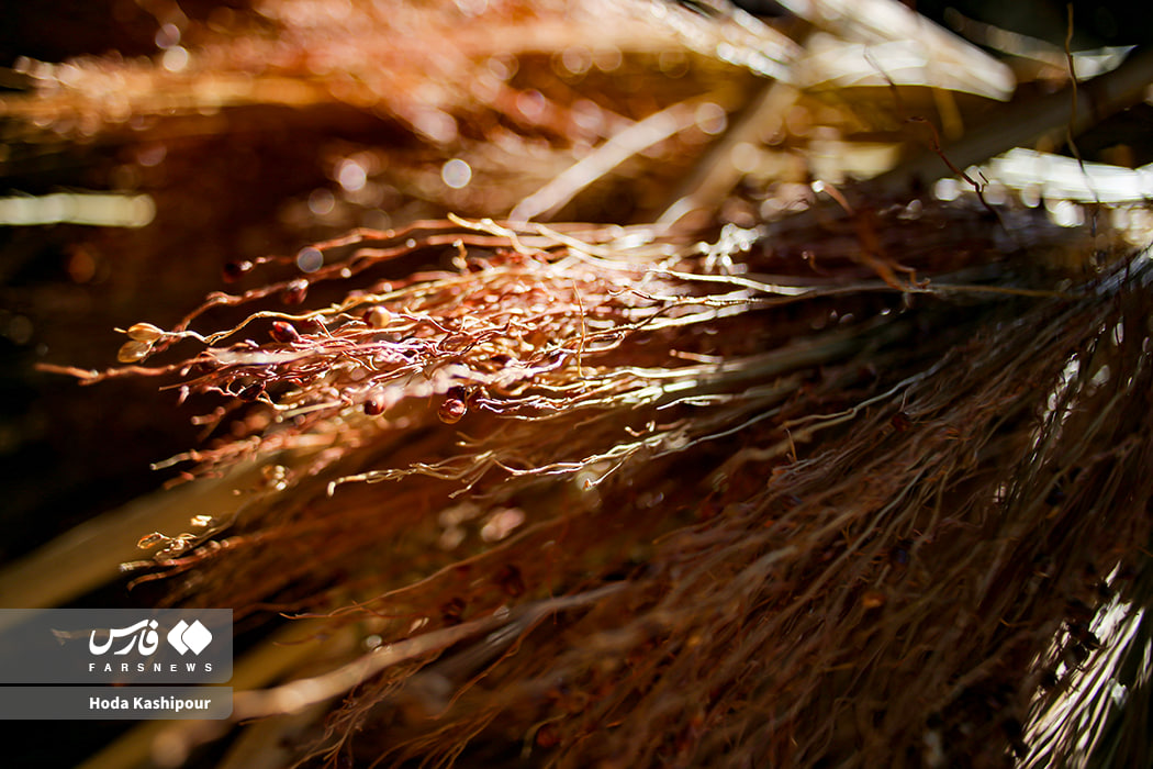 عکس/بابل شهر جاروبافی