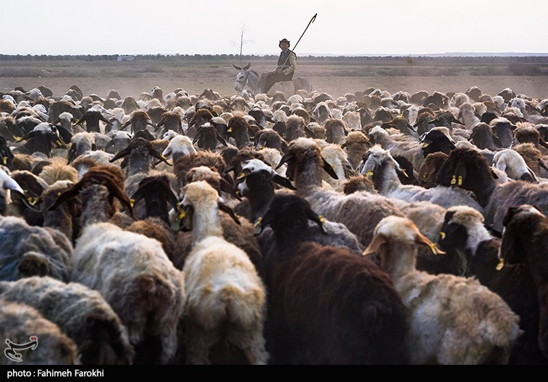 در مسیر محرومیت زدایی؛ مزرعه دامپروری روستای چپرقویمه