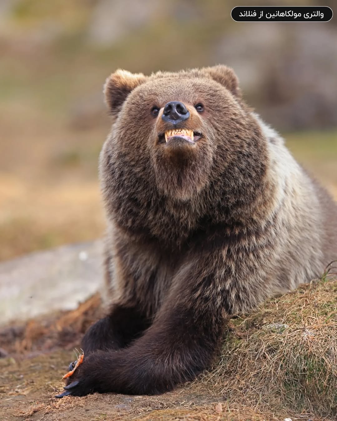 فینالیستهای مسابقه عکاسی کمدی حیات وحش نیکون ۲۰۲۵