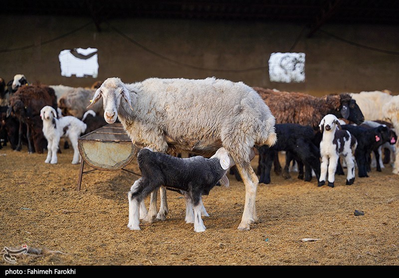 در مسیر محرومیت زدایی؛ مزرعه دامپروری روستای چپرقویمه