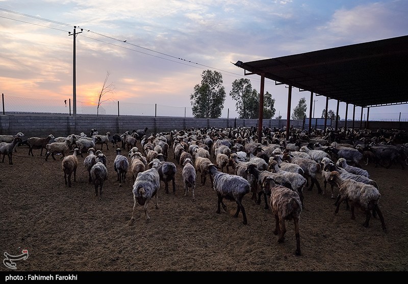 در مسیر محرومیت زدایی؛ مزرعه دامپروری روستای چپرقویمه