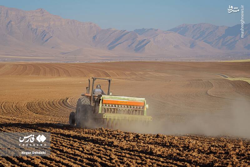  آغاز کاشت گندم در لرستان