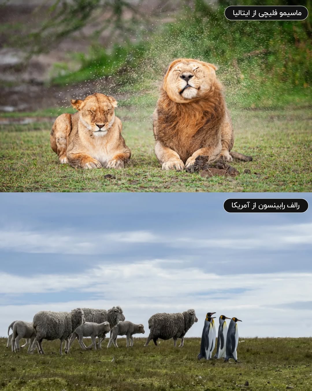 فینالیستهای مسابقه عکاسی کمدی حیات وحش نیکون ۲۰۲۵