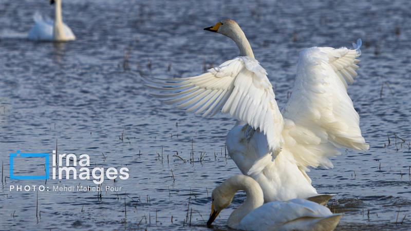 مهاجران سپیدبال خراسان شمالی با دلهره بیماری