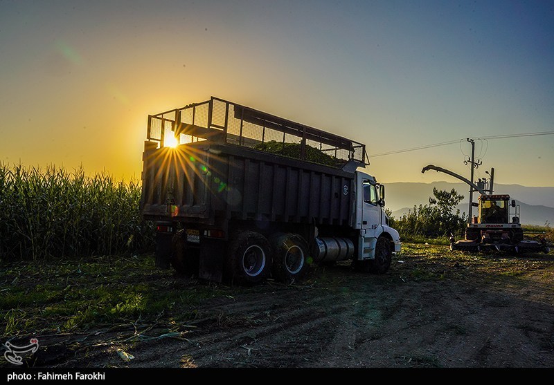 برداشت ذرت علوفه ای دام