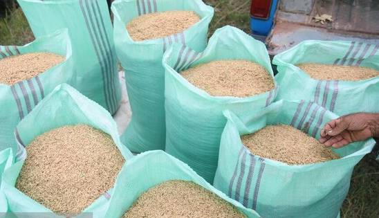 ریشه اختلاط برنج، شکاف قیمتی است نه واردات!