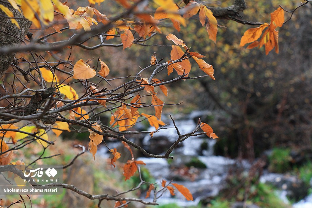  سمفونی رنگ‌های پاییزی در کوهستان چالوس