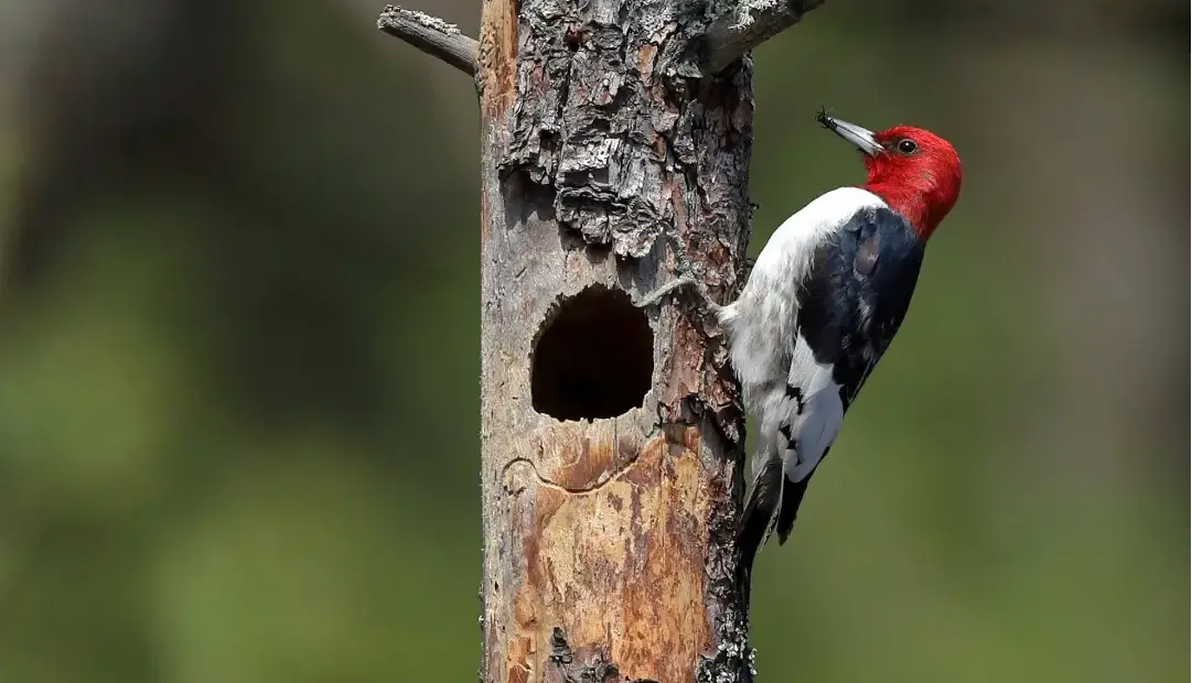 رازهای دارکوب؛ چگونه پرندهای چند گرمی خود را به چکشی تمامعیار تبدیل میکند؟