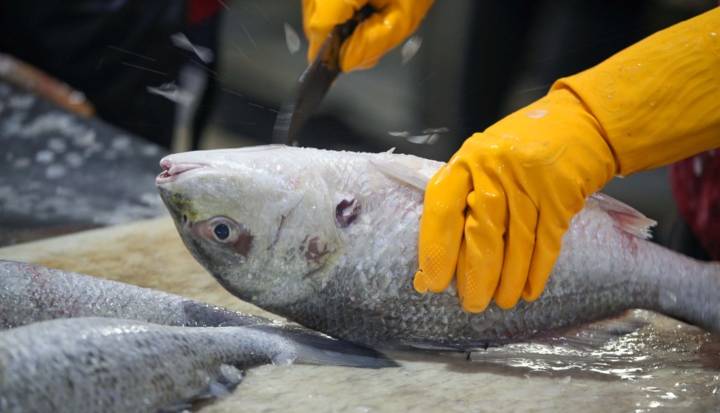 صادرات ۵۷ هزار تن آبزی از هرمزگان