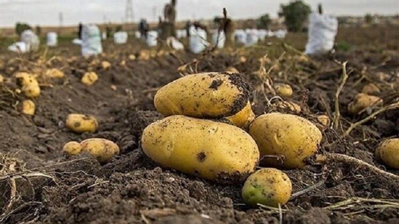 سال به سال سطح زیرکشت سیب زمینی در فاروج کاهش مییابد