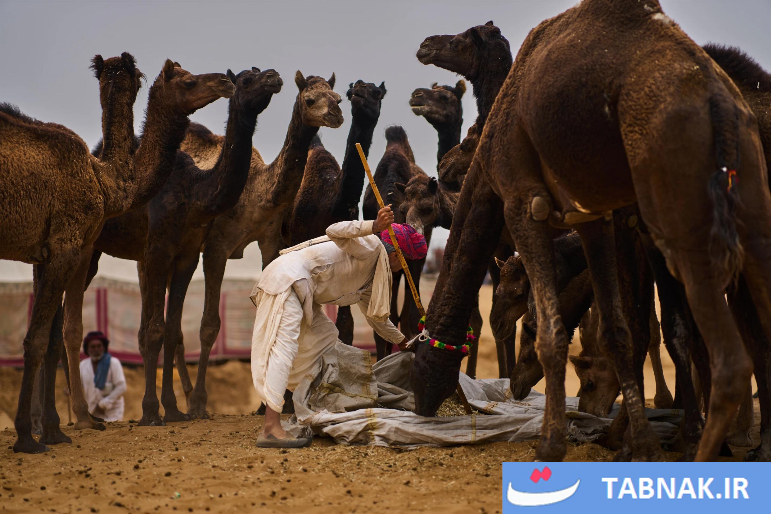 جشنواره شتر در شهر صحرایی پوشکارِ هند