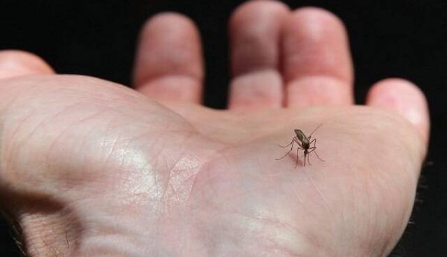 گسترش فعالیت پشه آئدس با بارشهای پاییزی