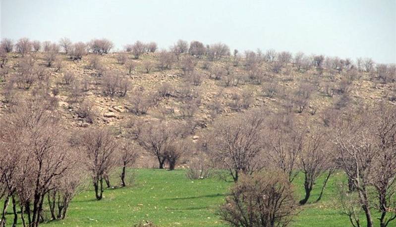 صدور رأی سبز در یاسوج؛ کاشت بوته و گیاه به جای حبس برای متهمان