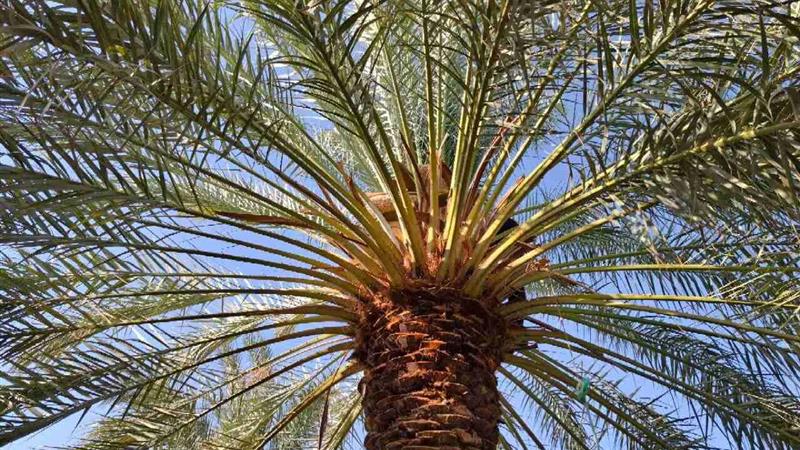 حال نخلهای اراک خوب است؛ سبز و سرحال در جای جدیدشان