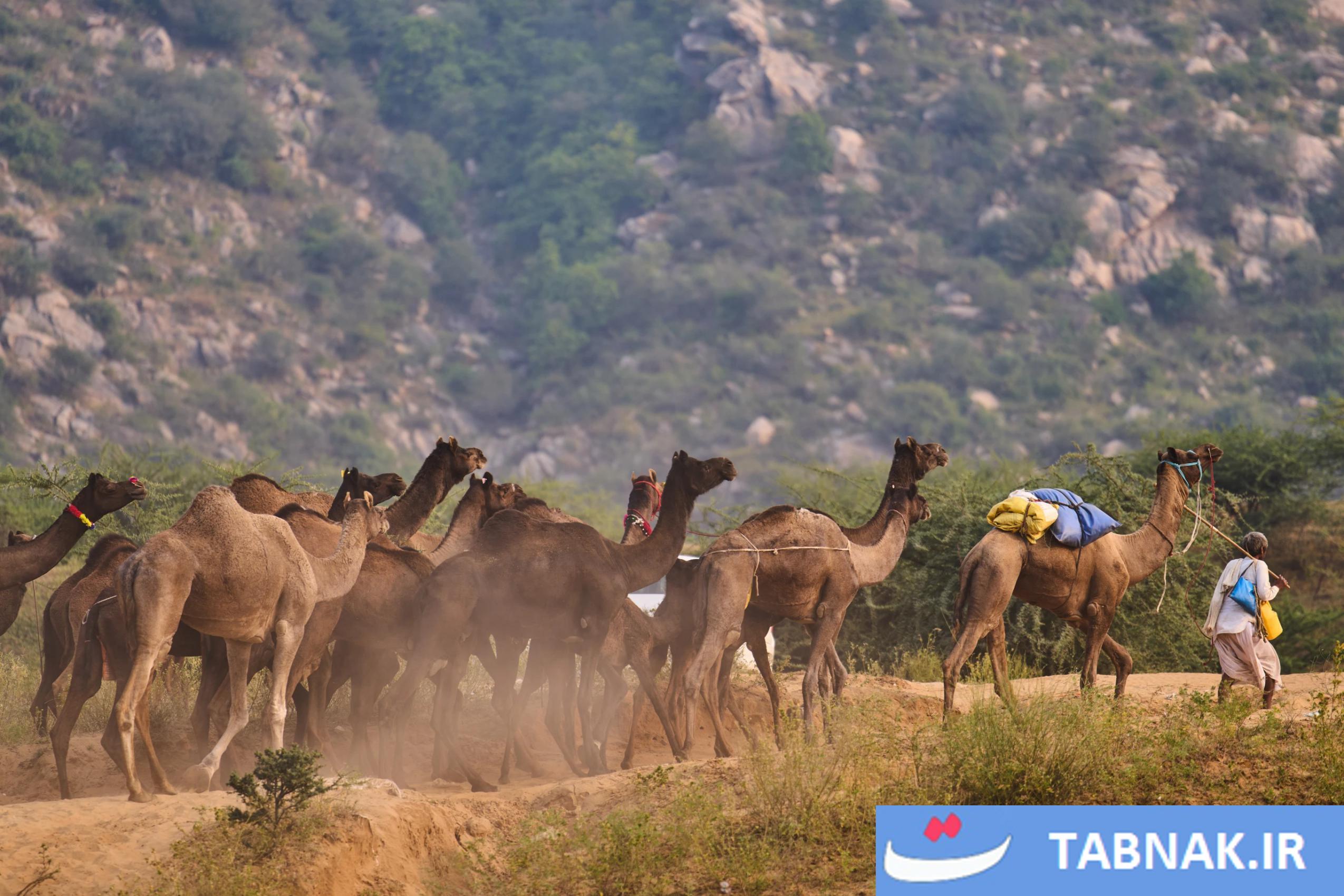 جشنواره شتر در شهر صحرایی پوشکارِ هند