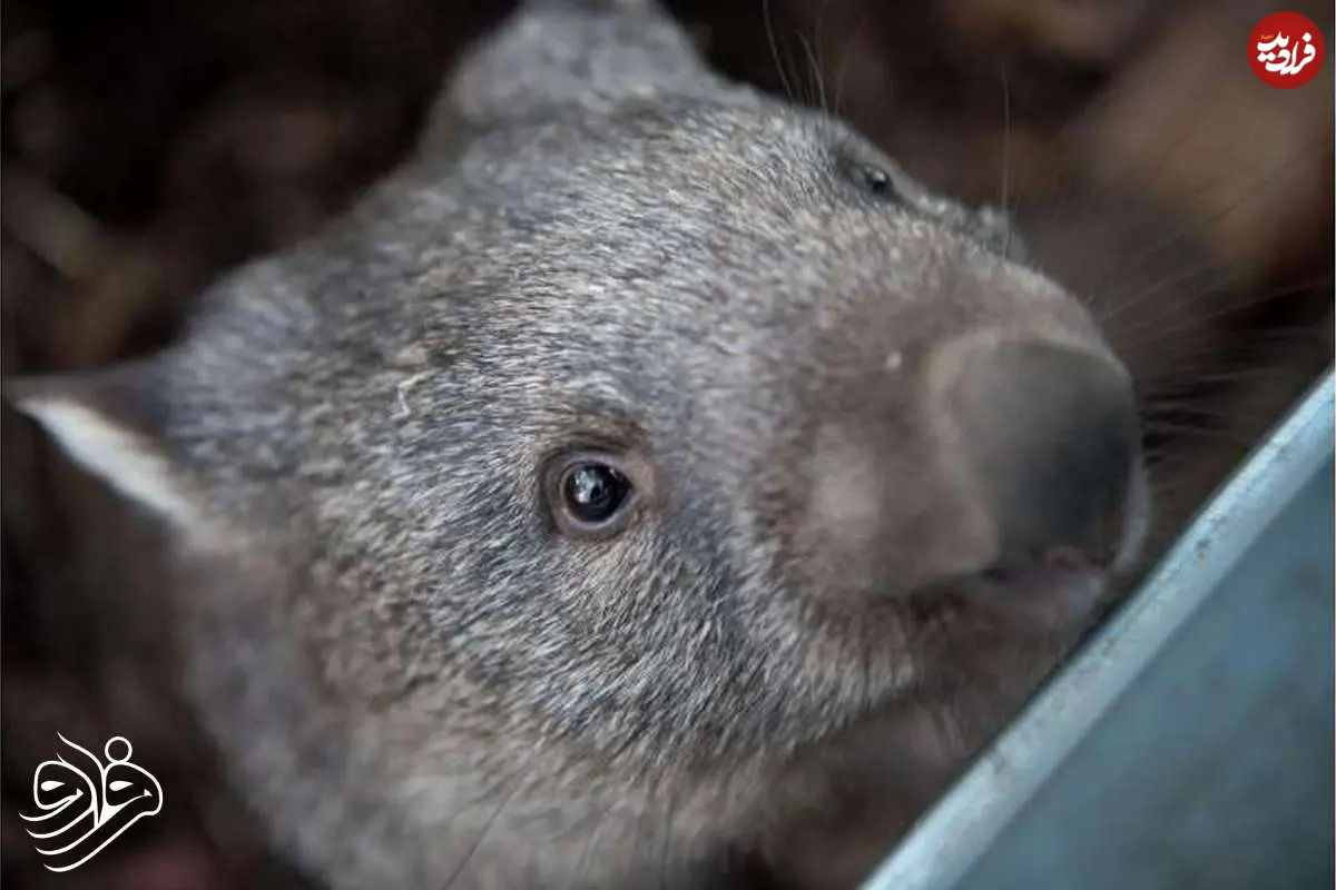 گوناگون/تولد تاریخی وامبت دماغپشمالو در دل طبیعت