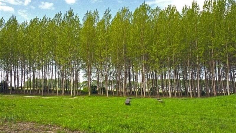 برداشت بیش از ۶۵۰ تن چوب از اراضی کشاورزی دهلران