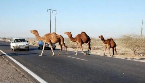 تصادف با شتر این بار به خیر گذشت