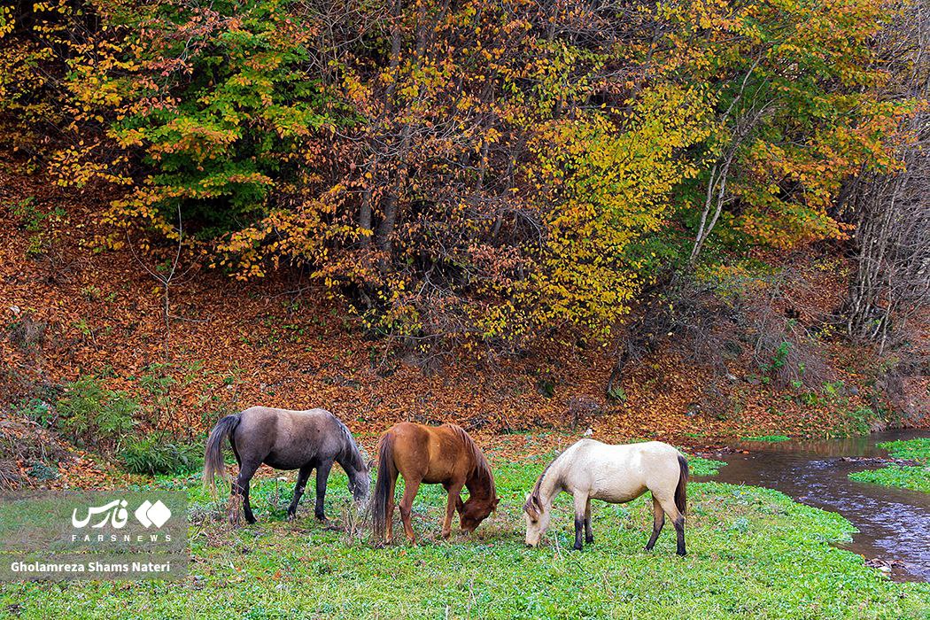  سمفونی رنگ‌های پاییزی در کوهستان چالوس