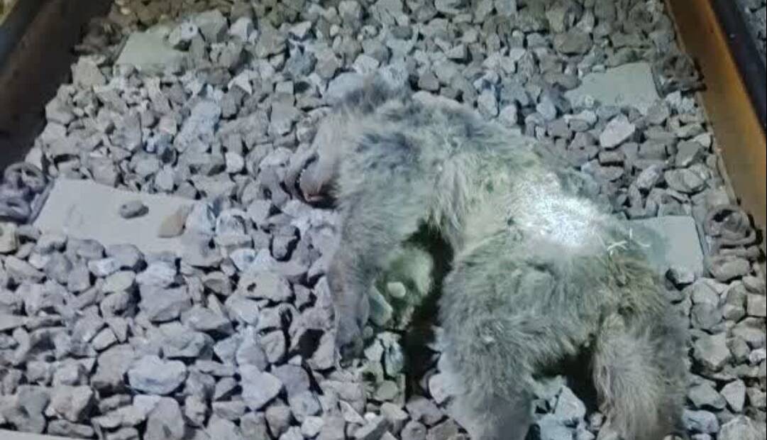 یک قلاده خرس در مازندران بهدلیل برخورد با قطار تلف شد