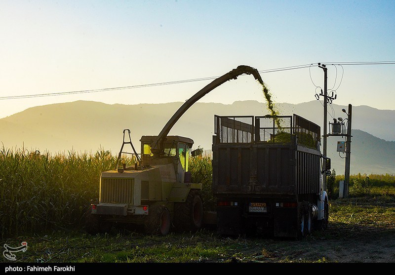 برداشت ذرت علوفه ای دام