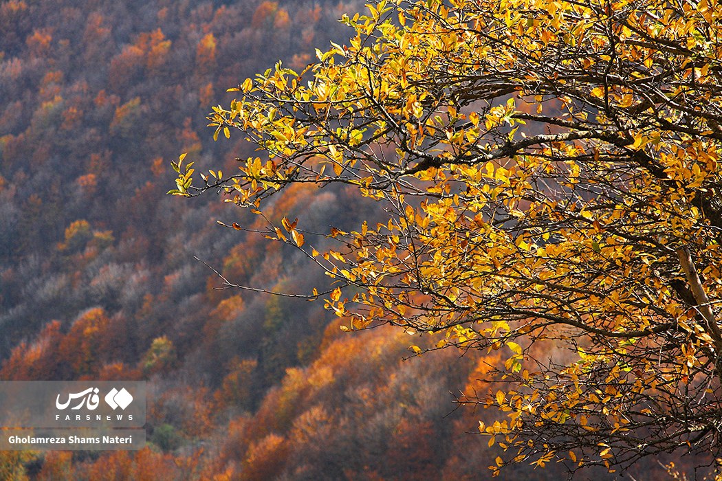 سمفونی رنگ‌های پاییزی در کوهستان چالوس