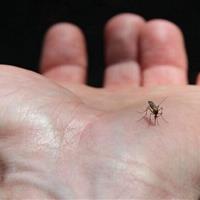 گسترش فعالیت پشه آئدس با بارشهای پاییزی / هشدار گسترش تب دنگی در مناطق شمالی و جنوبی