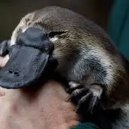 باگ طبیعت: پلاتیپوس!