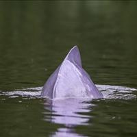 گرمای دریاچه «آمازون» صدها دلفین را تلف کرده است