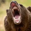 حمله خرس و آسیب دیدن شدید یک مرد