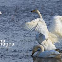 مهاجران سپیدبال خراسان شمالی با دلهره بیماری