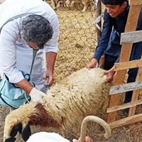 تقویت پوشش ایمنی دام در جنوب شرق کشور بر علیه تب برفکی