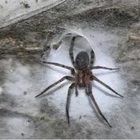 کشف بزرگ‌ترین تار عنکبوت دنیا با اندازه نصف زمین تنیس در اعماق زمین