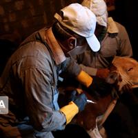 واکسن سویه جدید تب برفکی در خراسان شمالی تامین شد