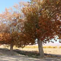 بارش باران به کمترین سطح ۳۰ سال گذشته رسید