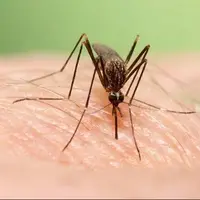 گسترش فعالیت پشه آئدس با بارش‌های پاییزی/ هشدار گسترش تب دنگی در این مناطق