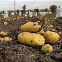 سال به سال سطح زیرکشت سیب زمینی در فاروج کاهش مییابد